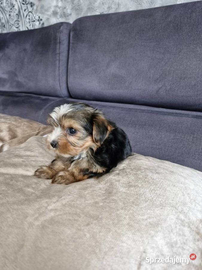 Yorkshire terrier sprzedam piesek i suczkę York Morąg