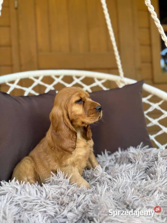 Piękny złoty piesek Cocker Spaniel Angielski Katowice