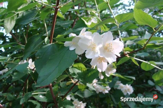 Krzewy żywopłotowe ozdobne i miododajne Miedźna