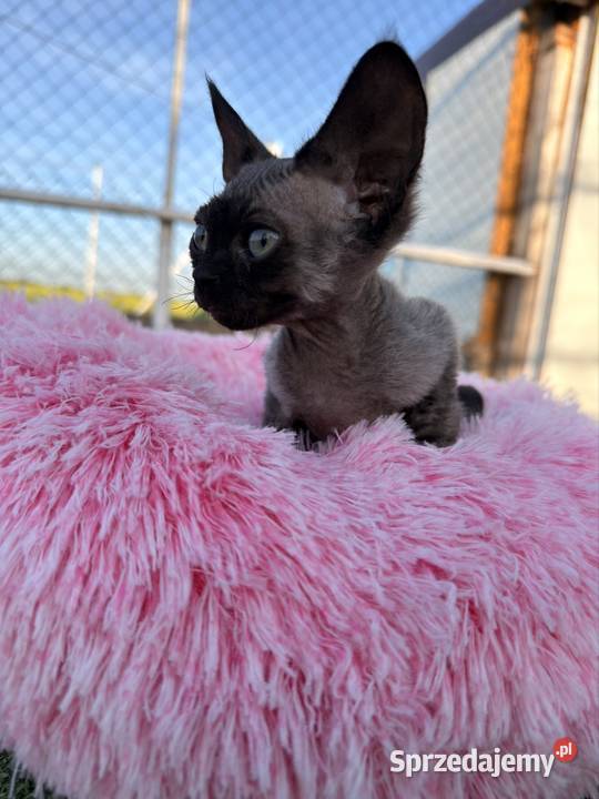 Devon Rex kocur FPL Poznań