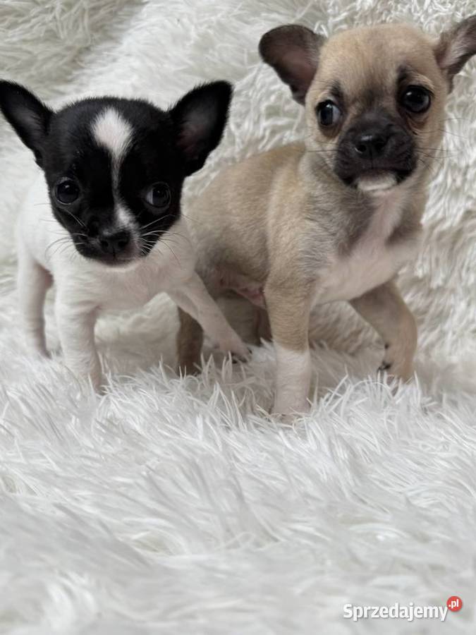 Chihuahua szczeniak xs apple head Olsztyn
