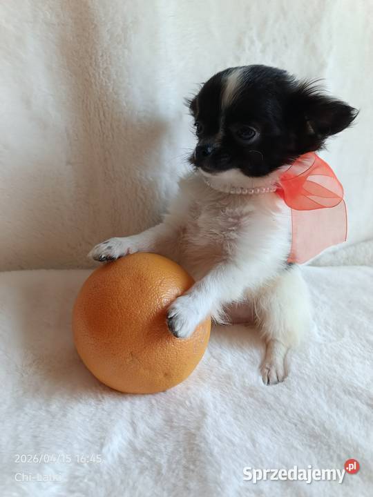 Chihuahua chłopiec długowłosy smczyk piesek Inowrocław