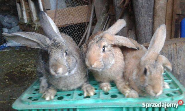 Sprzedam króliki hodowlanemieszańce BO wyprzedaż Pozostałe Stawiski