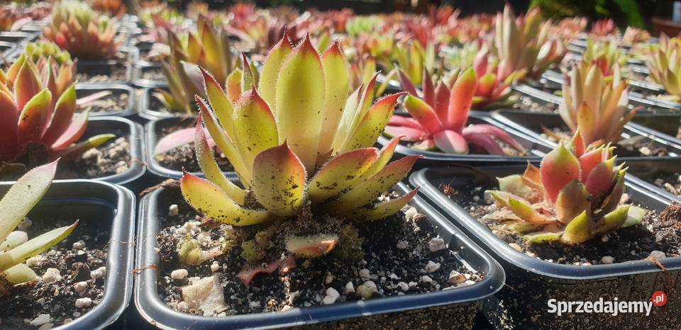 Sprzedam Rojniki Łódź