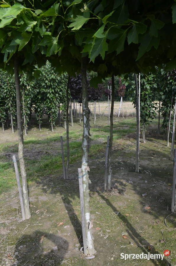 Platan klonolistny Alphens Globe obw 1216