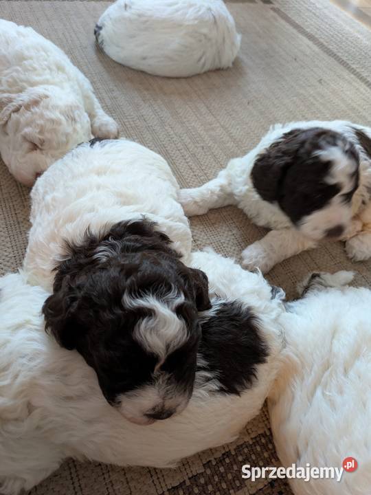 Lagotto Romagnolo szczenięta ZKwPFCI Pasłęk