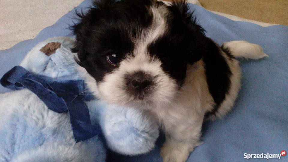 shihtzu DO 4 Świecie