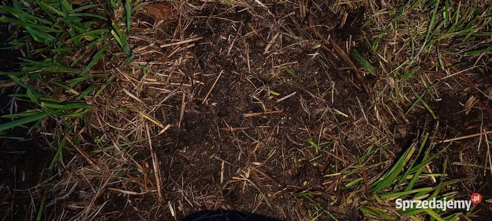 Siewnik do podsiewu traw łąk nieuszkodzony