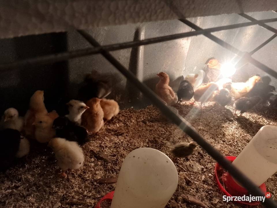 Kurkikoguciki przepiórki pomorskie Skrzeszewo