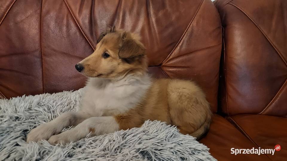 Oczarek Szkocki Cilli lessi Kulików