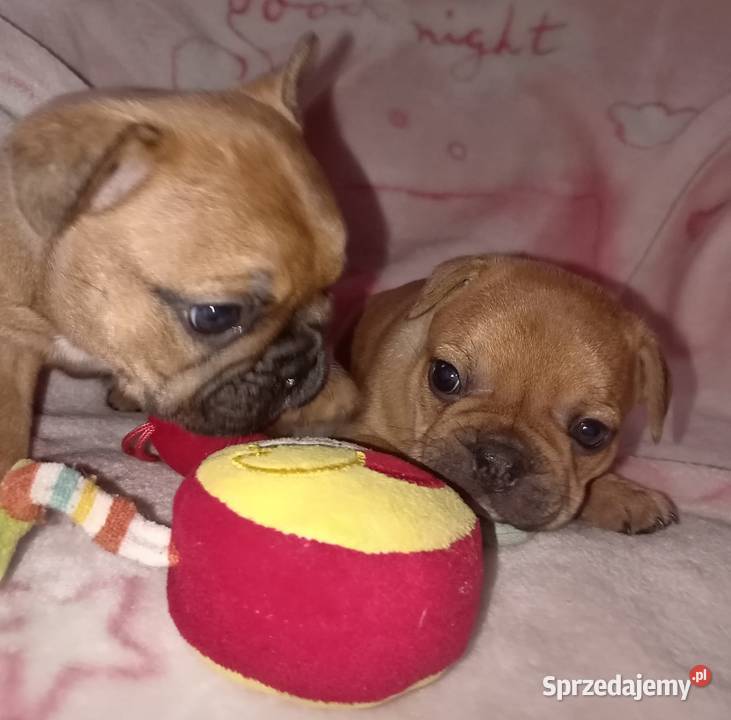 Buldog francuski szcenieta mazowieckie Legionowo sprzedam