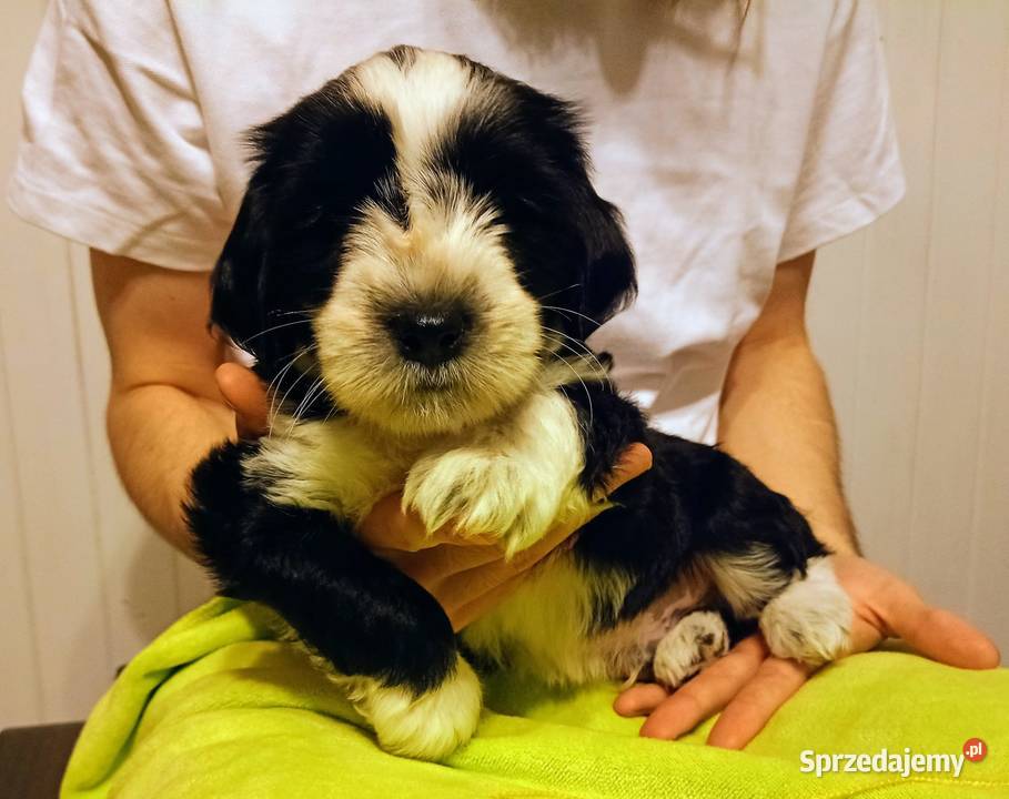 Terier Tybetański szczenięta Dona Sofia i Dżin Cerekiew