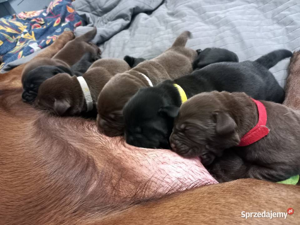 Labrador Retriever ZKwP FCI Szczenięta kujawsko-pomorskie Lniano