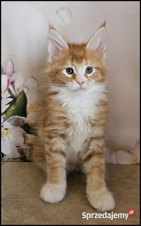 Kocurek Maine Coon Necati małopolskie Kraków