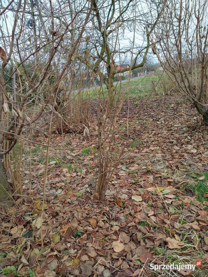 Sadzonki Orzecha Laskowego Stare Boiska