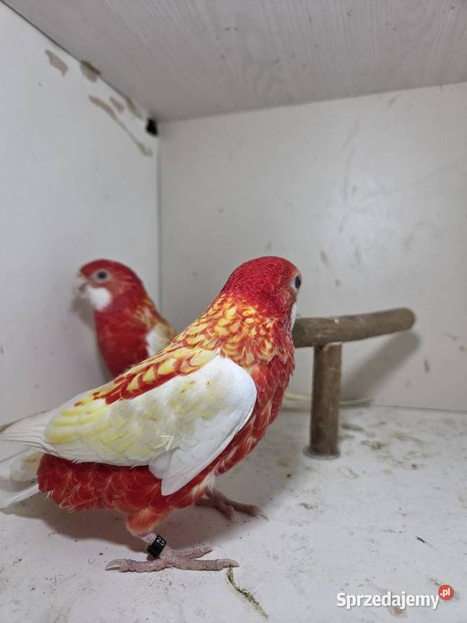 Rozella rubino para wielkopolskie Szymanowice