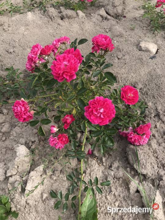 RÓŻA PNĄCA RÓŻOWA Stara Błotnica sprzedam