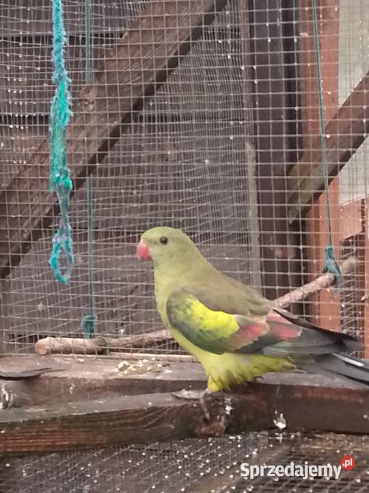 Papuga górska Berg Koło