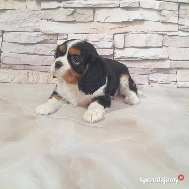 szczenięta Cavalier king charles spaniel podkarpackie sprzedam