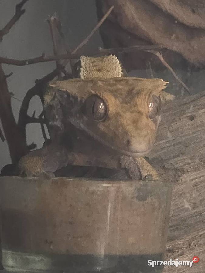 Gekon orzęsiony samiec z OGONEM Lublin