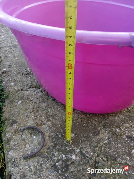 Wanienka fioletowa używana ok 60 l Poznań