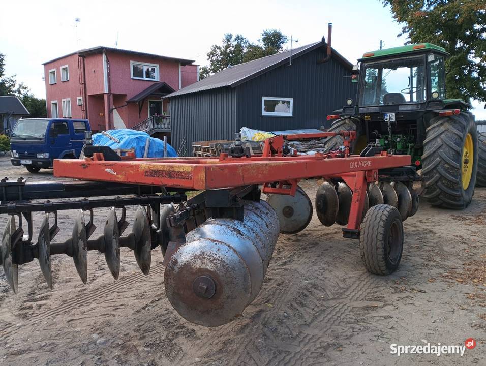 Talerzówka quivogne pomorskie