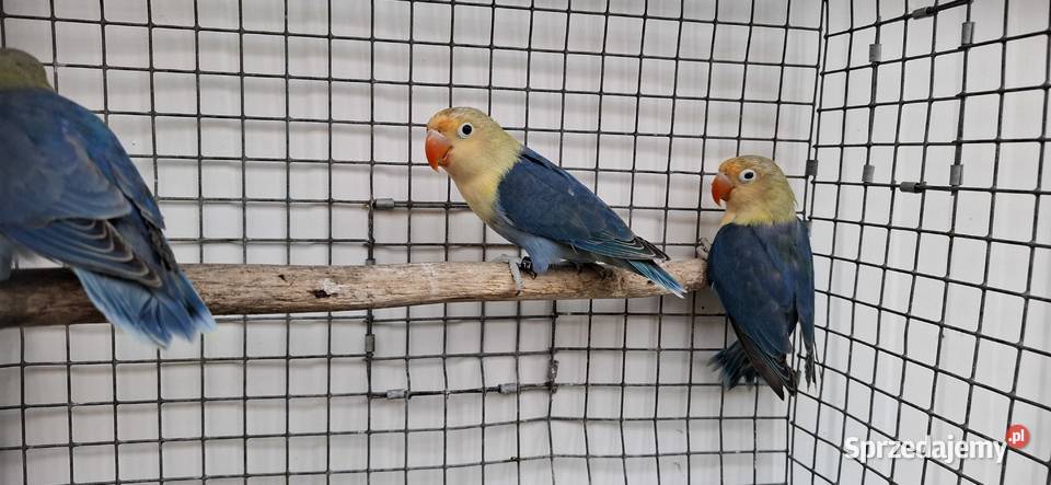 Nierozłączki małopolskie Zakliczyn