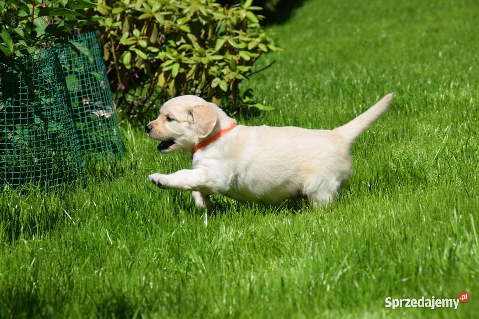 Szczenięta golden retriever ZKWP FCI Łochów