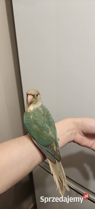 Papugi Rudosterki ręcznie karmione Kraków