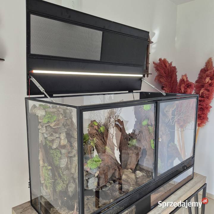 Python królewski z terarium Miasteczko Śląskie