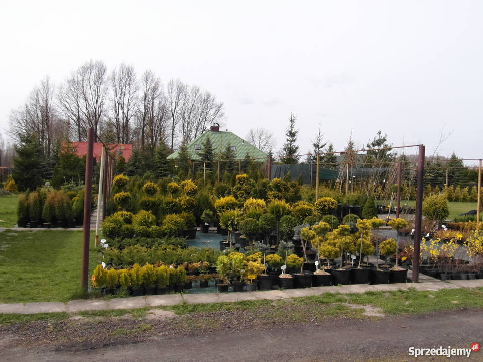 Thuja Smaragd 7080 PRODUCENT Rydzyny