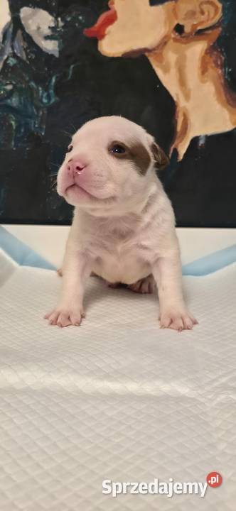 Śliczne szczenięta American Bully Pocket zdrowe Gdańsk