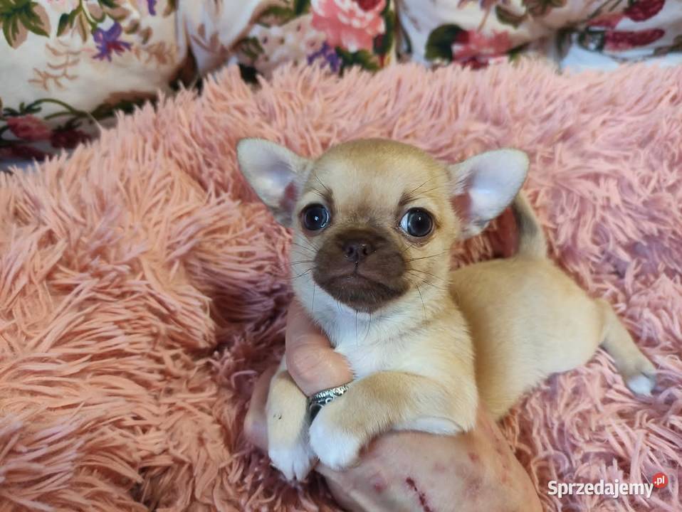 Cudnej urody mini suczka chihuahua Rodowód 4