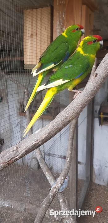 papugi modrolotki kozie Miłaczewek sprzedam