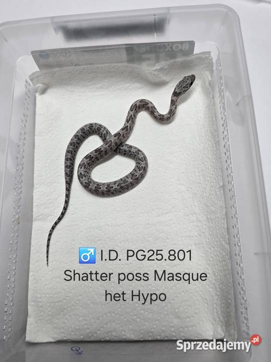 Wąż zbożowy samce i samice Zawiercie