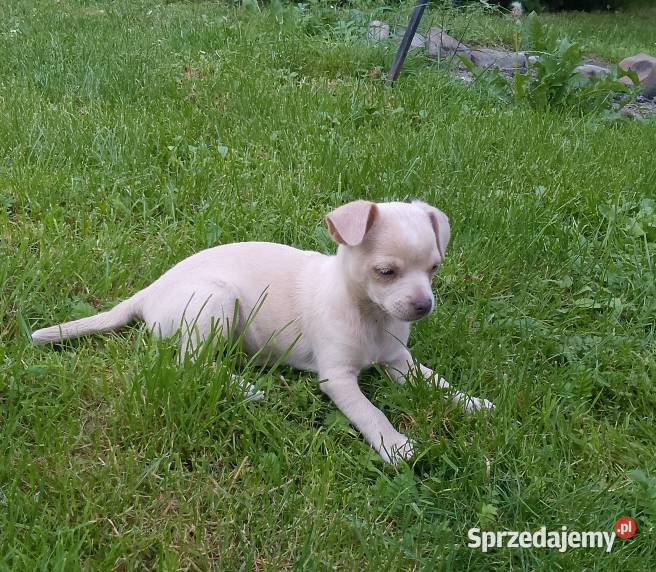 Chihuahua dziewczynka Szczucin sprzedam