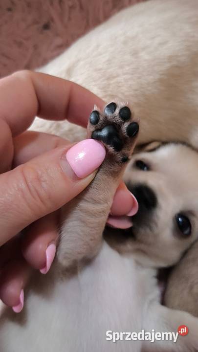 SUCZKA Championach rodowód FCI Wwy