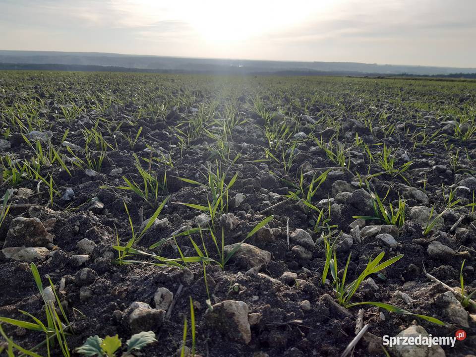 Dzierżawa gruntówprzyjmę pole w dzierżawę Staniowice sprzedam