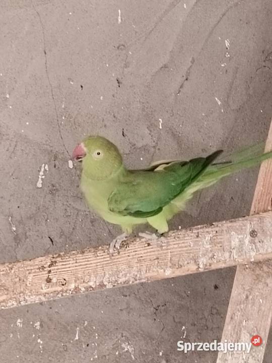 Sprzedam papugi różne Ptaki świętokrzyskie Pińczów