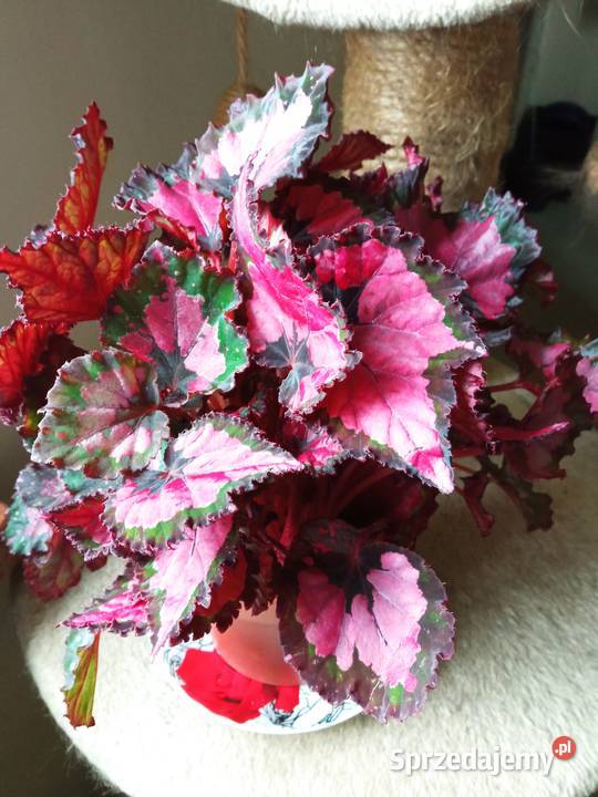 A może fiołka begonię Białystok sprzedam