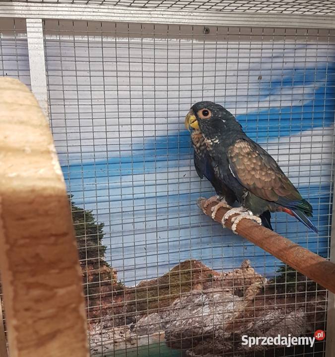 Piona bronzowoskrzydła para Ptaki Bystra