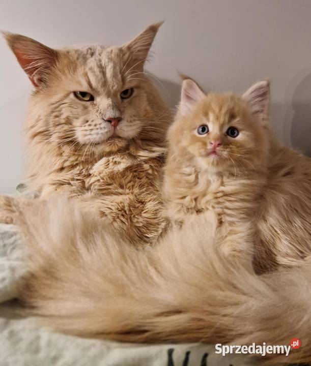 Słodkie kociaki Maine Coon Wrocław