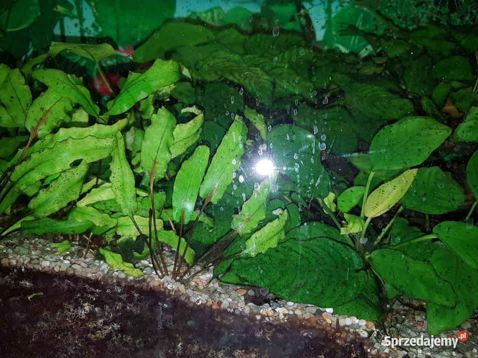 Anubias roślina akwariowa Mielec