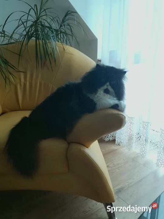 Reproduktor kot perski PERS lubelskie Zamość