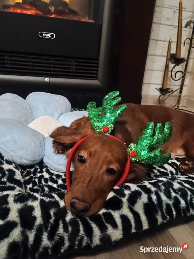 Jamnik długowłosy miniaturowy piesek Radziejów