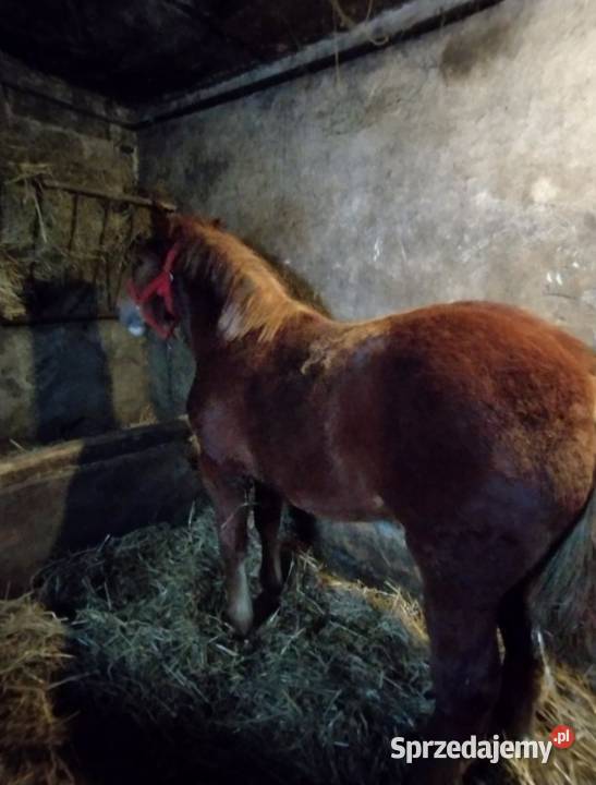 klacz zimnokrwista Konie