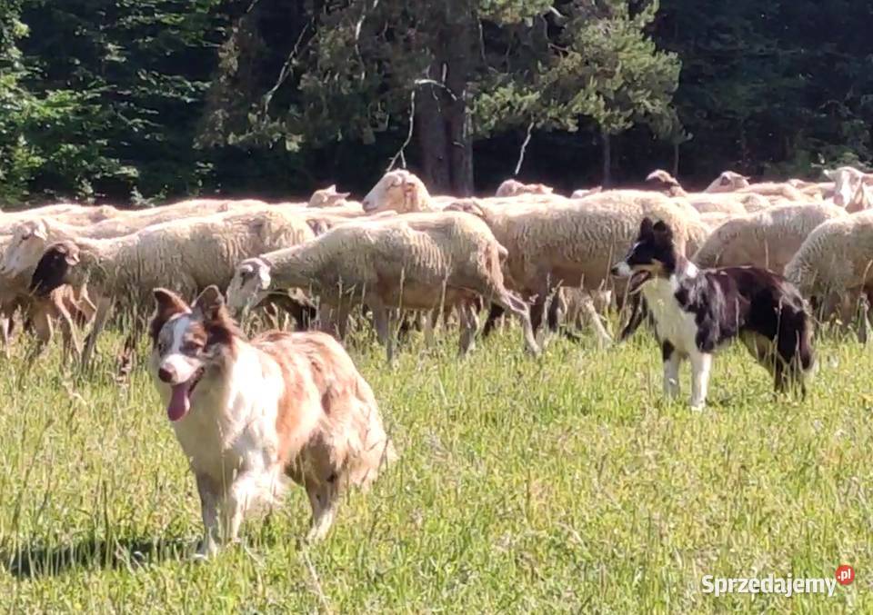 Wspaniała suczka bluemerle BORDER COLLIE Pozostałe Zwierzęta Iwonicz