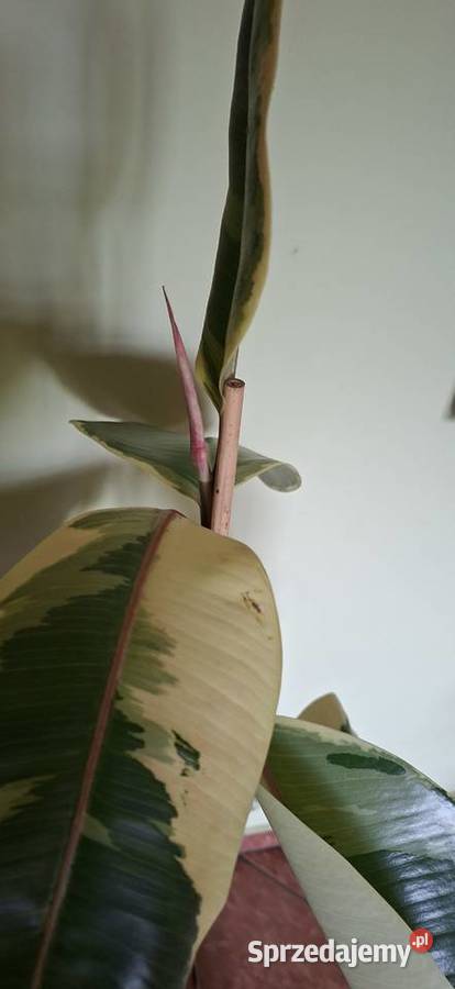 Piękny Fikus Sprężysty Tineke Ficus elastica warmińsko-mazurskie Morąg