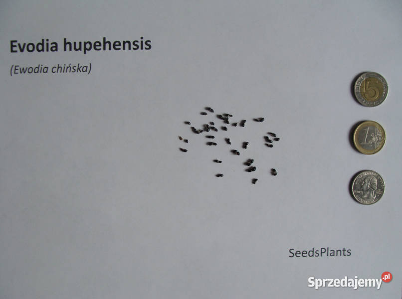EWODIA CHIŃSKA Evodia hupehensis NASIONA 20000