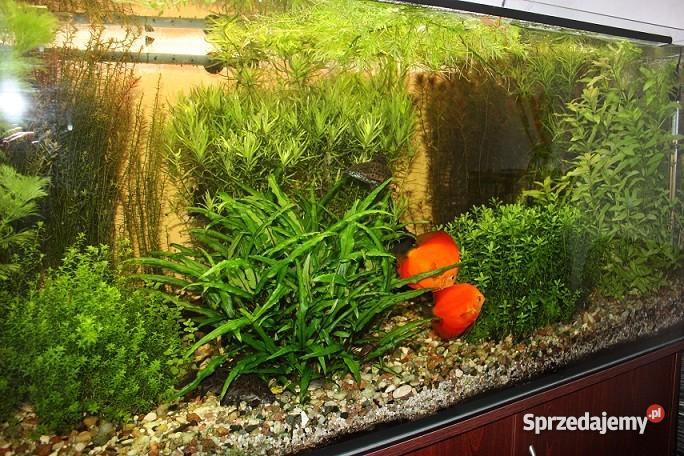 akwarium 450l szafka pomorskie Gdynia